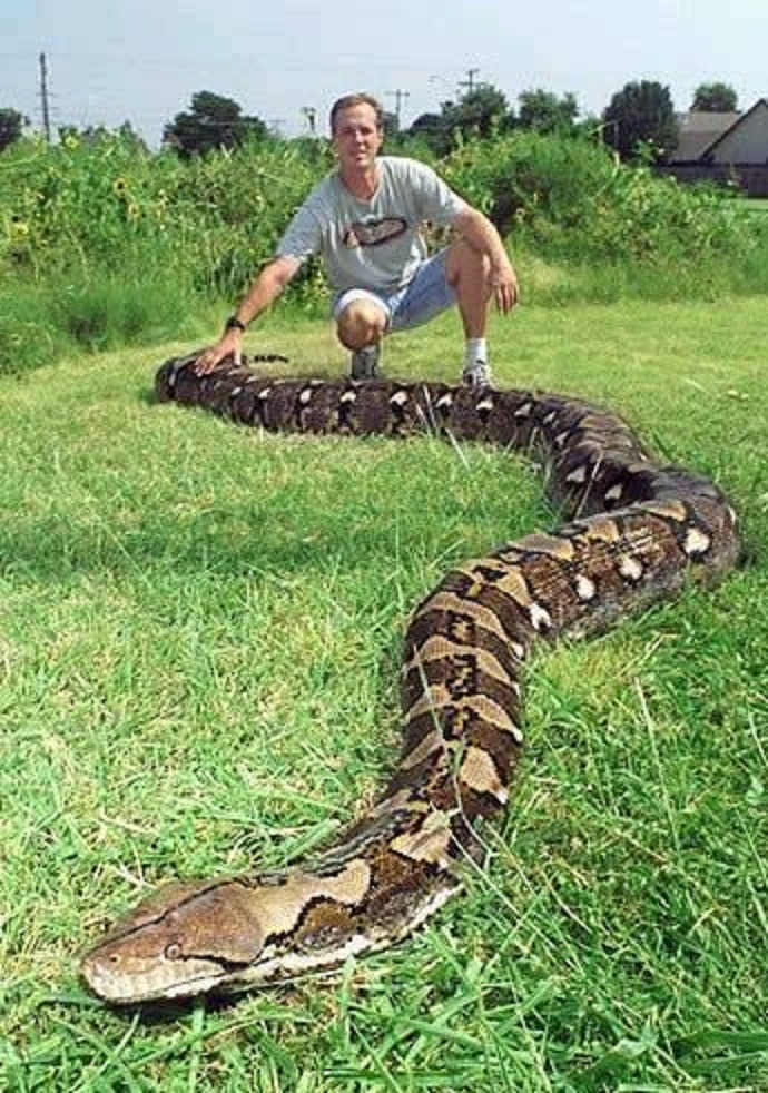  p>网纹蟒(拉丁文名:reticulated python)又称为 a target="_blank"