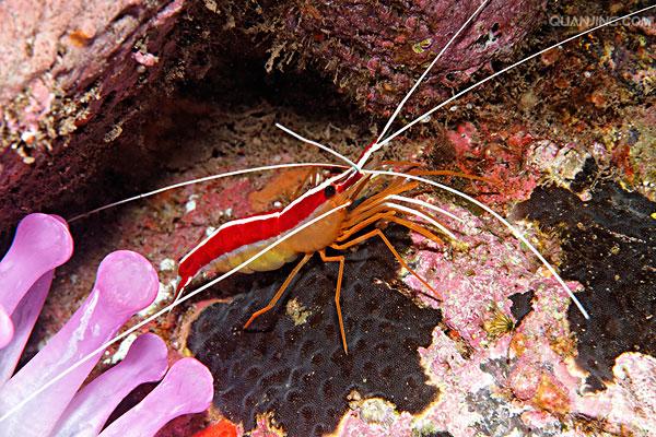 清洁虾(lysmata amboinensis), 俗称"鲜红女士" , 隶属软甲纲
