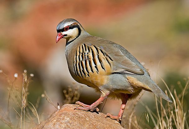  p>石鸡(学名: i>alectoris chukar /i>):是中型 a target="_blank"