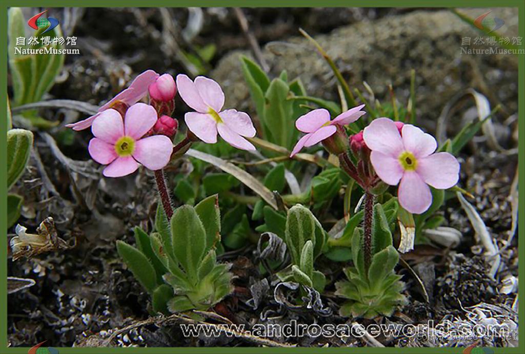  p>粗毛点地梅,属 a target="_blank" href="/item/报春花科/3427454"