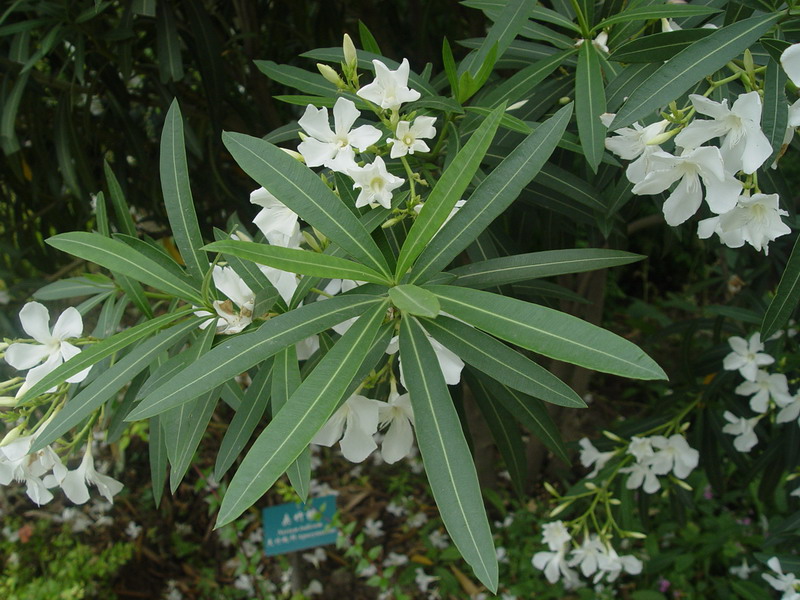 3叶以上,作辐射排列,如 a href="#" data-lemmaid="80947">夹竹桃 /a>