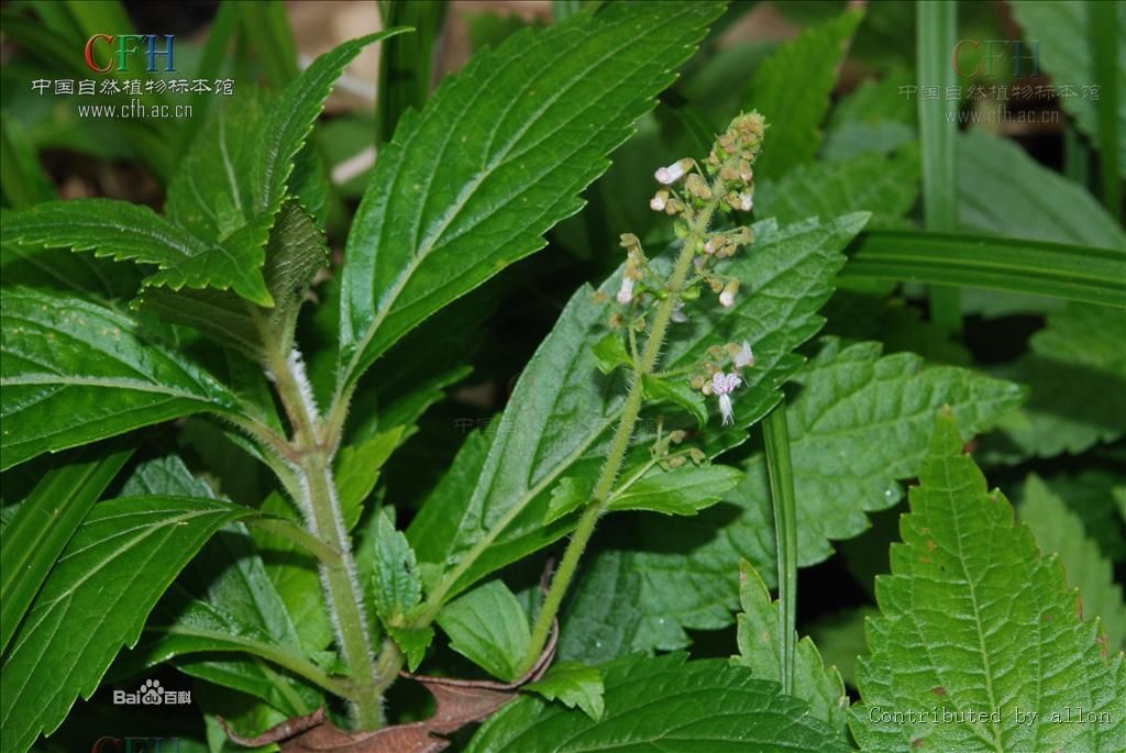 小花线纹香茶菜