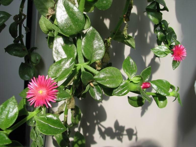  p>牡丹吊兰原名: a target="_blank" href="/item/心叶日中花">心叶