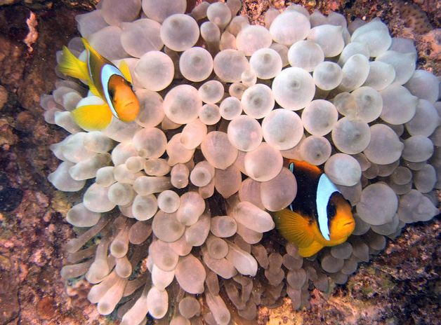 侧扁;口前位,略能向前伸出;齿锐尖呈锥形或侧扁呈门齿状;犁骨与腭骨均