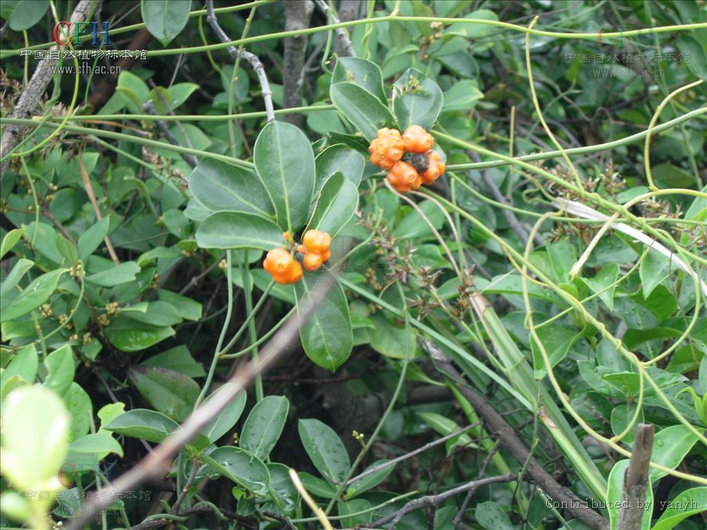  p>巴戟天属,拉丁名:morinda, 茜草科,约80种,分布于 a href="#">热带