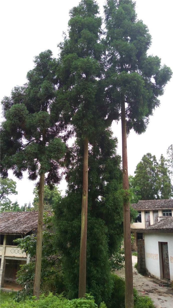  p>山麻树属(学名:commersonia)是 a target="_blank" href="/item