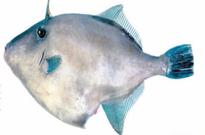  p>耗儿鱼,学名绿鳍马面鲀( i>thamnaconus modestus /i>),又称马面鱼