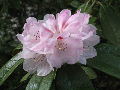  p>皱皮杜鹃(学名: i>rhododendron wiltonii /i> hemsl. et wils.