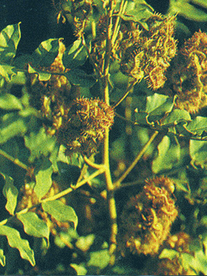  p>胀果甘草( i>glycyrrhiza inflata /i>  batalin),多年生 a>草本 