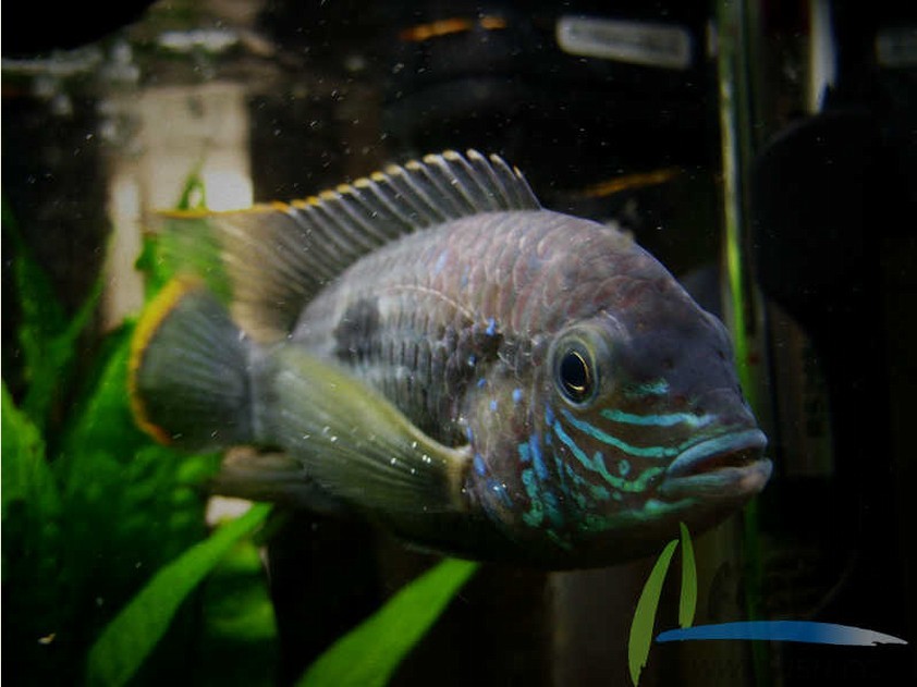  p> a href="#" data-lemmaid="7024132">红尾皇冠鱼 /a>,学名