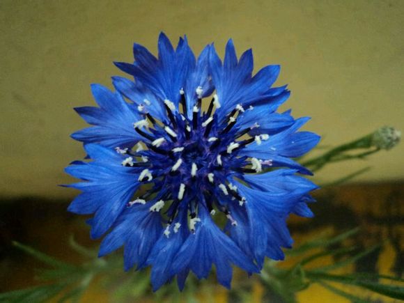 centaurea cyanus linn.