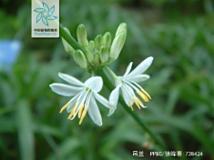 吊兰花果