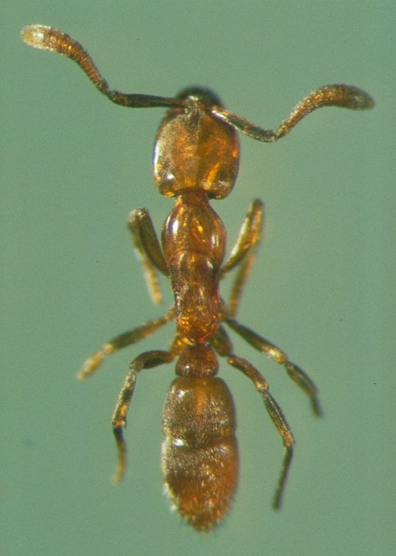 poponera),隶属于 a target="_blank" href="/item/猛蚁亚科/1199933"