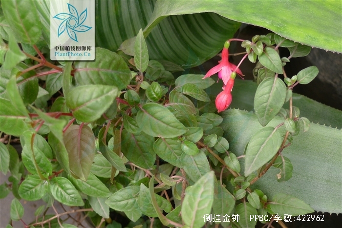  p>倒挂金钟(拉丁学名: i>fuchsia hybrida  /i>hort. ex sieb.