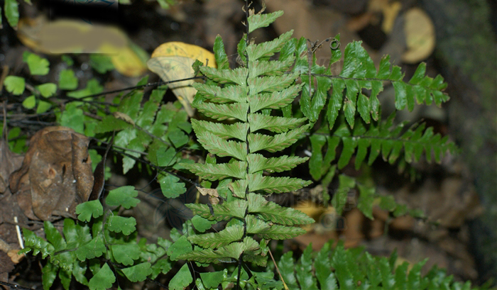  p>倒挂铁角蕨(学名:asplenium normale don)为铁角蕨属下的一个植物