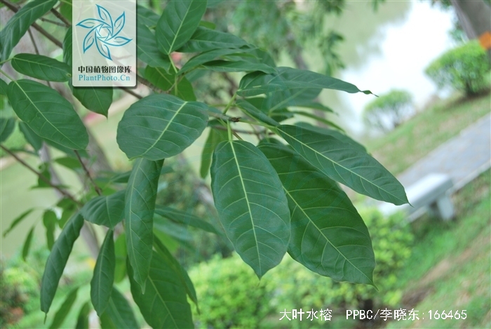  p>大叶水榕(学名: i>ficus glaberrima /i> bl. bijdr.