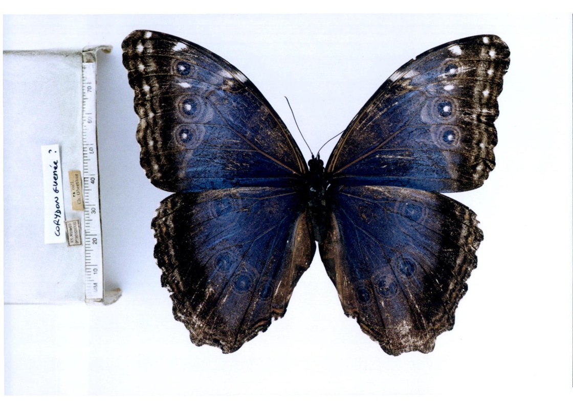  p>海云闪蝶, i>morpho helenor corydon ( /i>guenée, 1859),鳞翅目