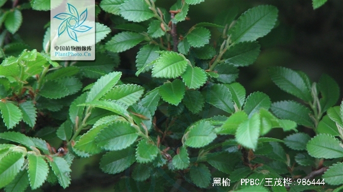  p>黑榆(学名: i>ulmus davidiana /i> planch.