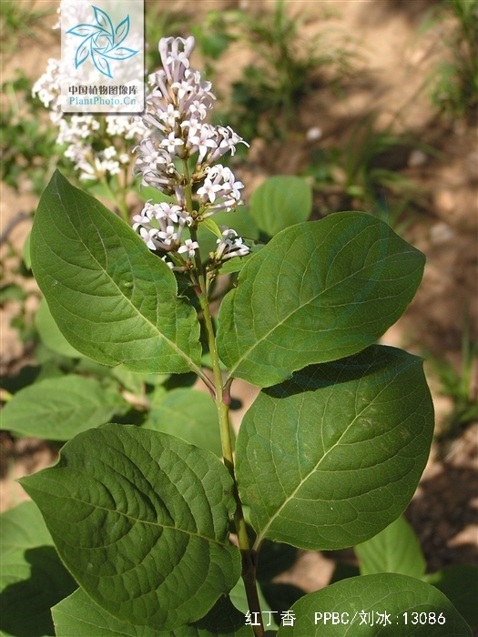 红丁香