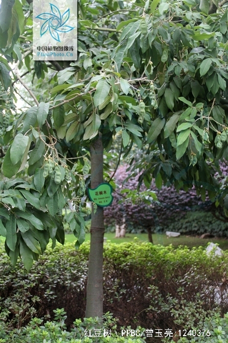 红豆树的简单介绍