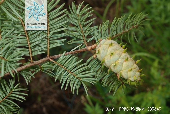 pseudotsuga sinensis dode