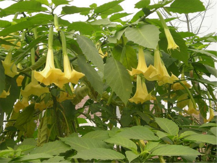 黄花木曼陀罗_百度百科