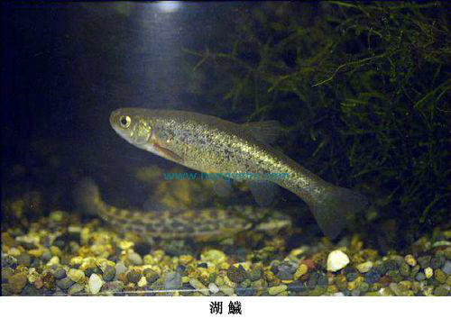  a href="#" data-lemmaid="4879046">鱥属 /a>的一种鱼类