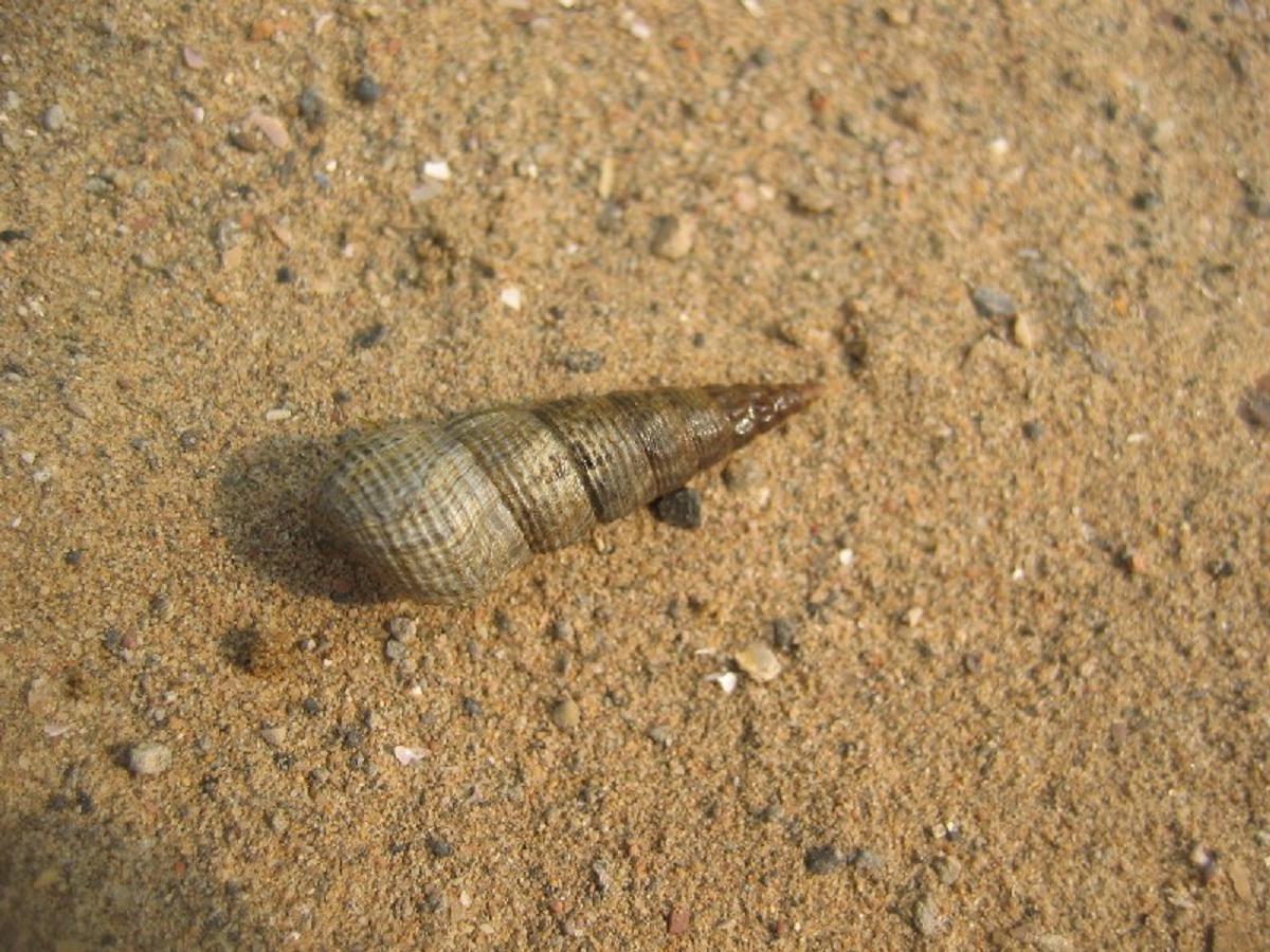 target="_blank" href="/item/软体动物门/563285" data-lemmaid="