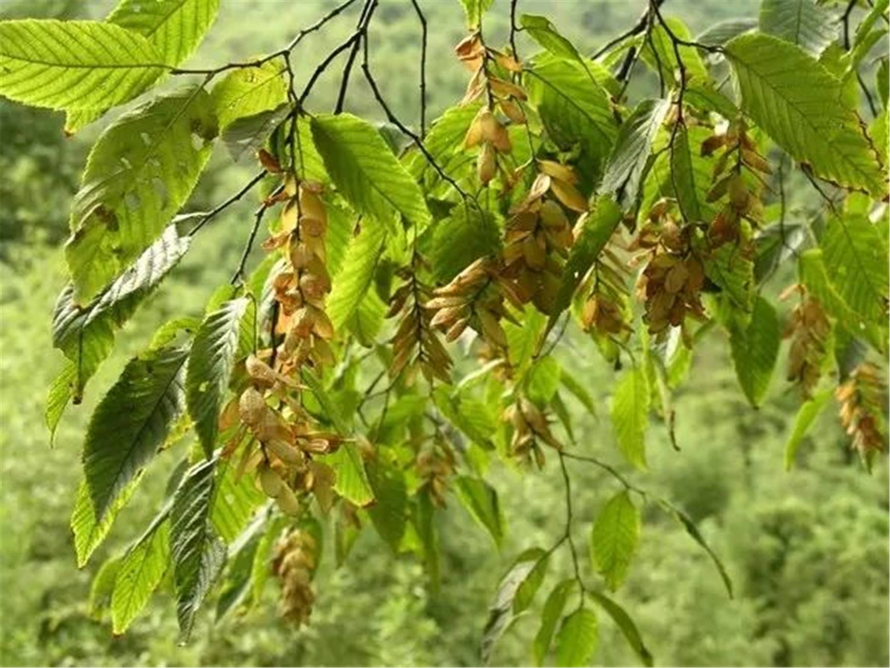 ostrya rehderiana chun