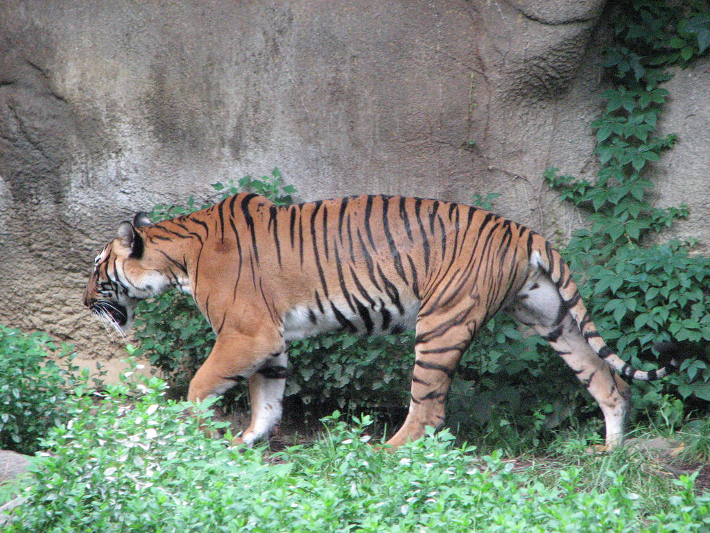 panthera tigris ssp. corbetti