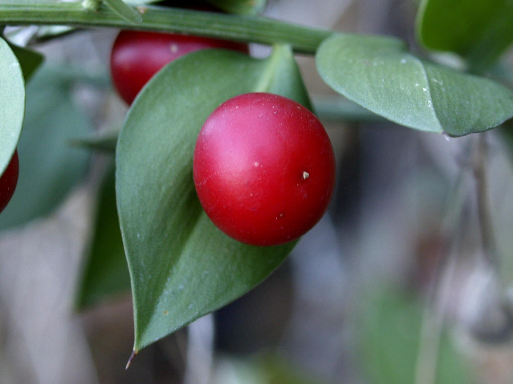  p>假叶树(学名: i>ruscus aculeata  /i>l.