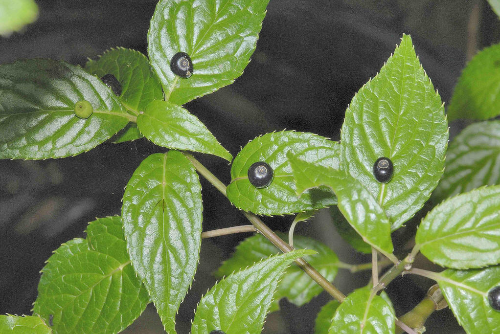  p>青荚叶(拉丁学名: i>helwingia japonica  /i>(thunb.) dietr.