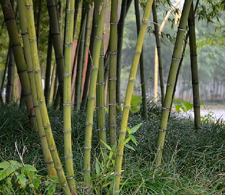  p>安吉金竹(学名: i>phyllostachys parvifolia /i> c. d. chu et h.