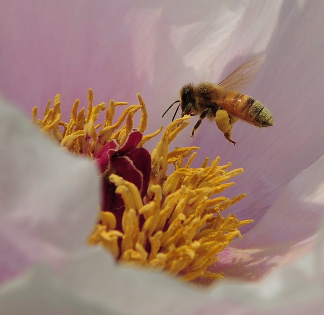  p data-id="gnwyqxv1qf">花粉筐位于蜜蜂后足胫节外侧端部略凹陷处