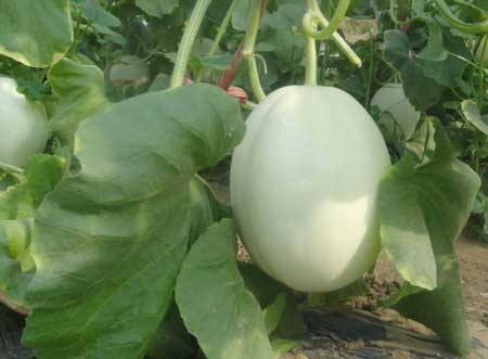 乌尔禾垦区白兰瓜