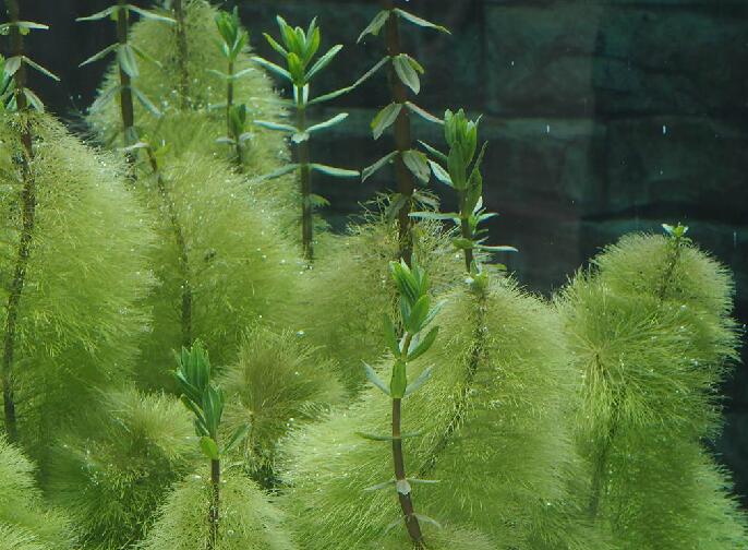  p>水盾草(学名: i>cabomba caroliniana /i> a.