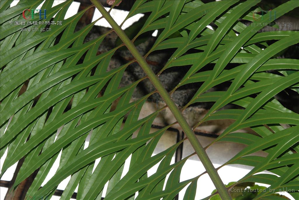 hill)是 a target="_blank" href="/item/苏铁科">苏铁科 /a> a