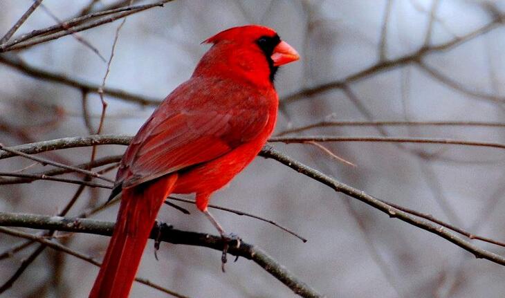  p data-id="gnvi8h0djz">红衣主教鸟是红鸟科红鸟属鸟类, a target="