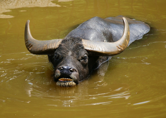 水牛