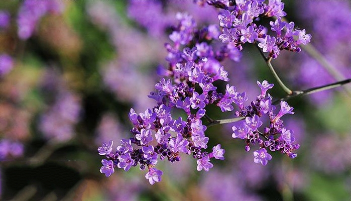  p>大叶补血草(学名: i>limonium gmelinii /i> (willd.