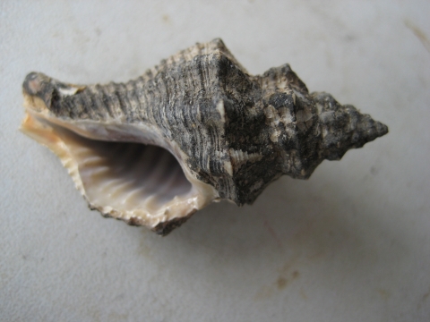  p data-id="gn3ipluew6">假主棒螺,是一种海螺的种类,壳面黄褐色.