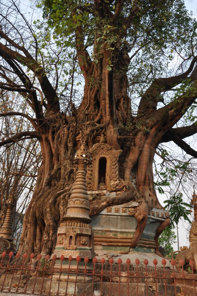  p>巴真菩提树位于泰国巴真府诗马哈菩县鹄毕区万考村,是泰国最老,最