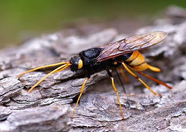  p>泰加大树蜂, i>urocerus gigas taiganus /i> beson,树蜂科大树蜂