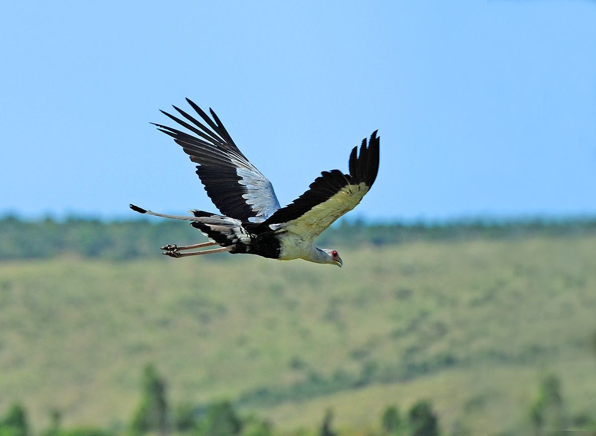  p>蛇鹫[shé, jiù],学名: i>sagittarius serpentarius  /i>(j. f.