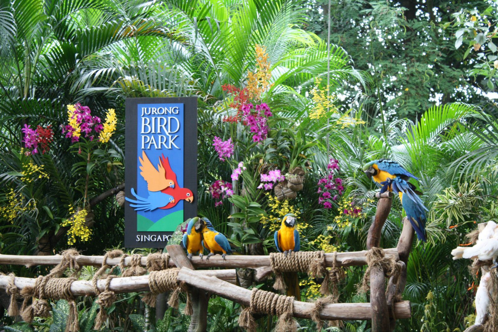  p>裕廊飞禽公园(jurong bird park)坐落在 a target="_blank" href="