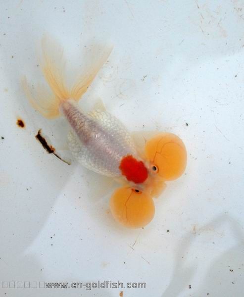 bubble eye),又名 a href="#" data-lemmaid="4450421">水泡眼金鱼 /a