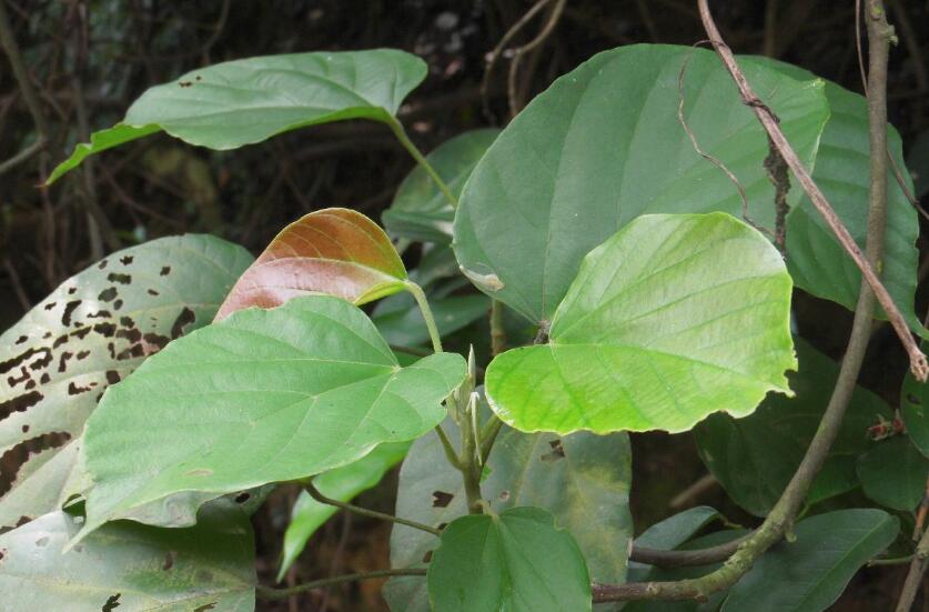  p>刺果藤属,学名byttneria loefl.