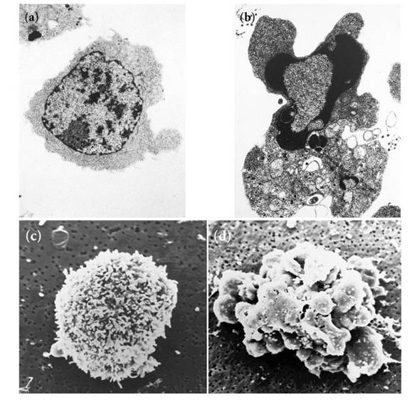 programmed cell death