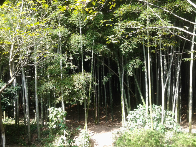  p>铁竹,中国特有植物. /p> p>铁竹,因竹秆外壁坚硬如铁而得名.