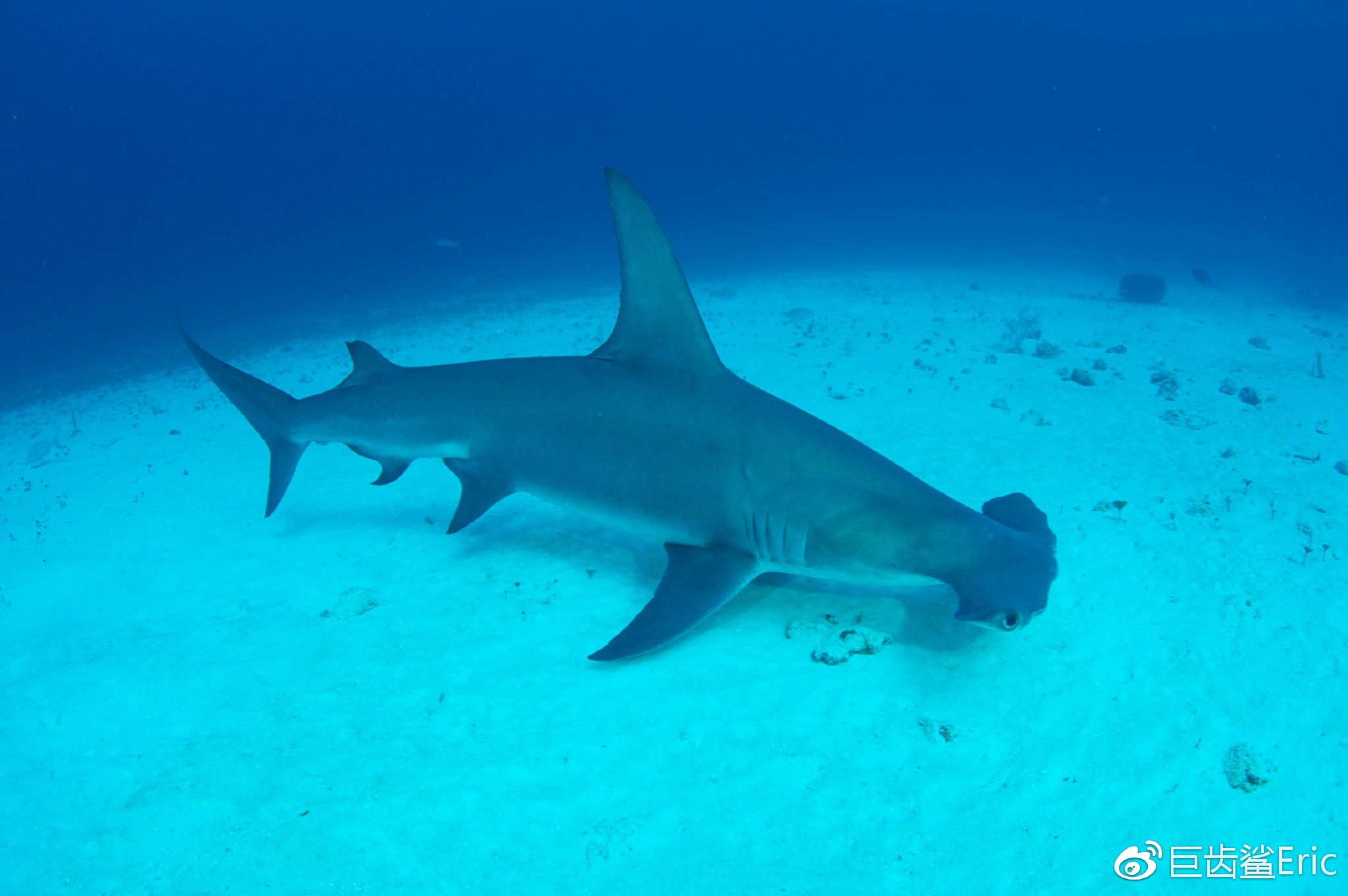  p>无沟双髻鲨(学名: i>sphyrna mokarran /i>)是双髻鲨科,双髻鲨属的